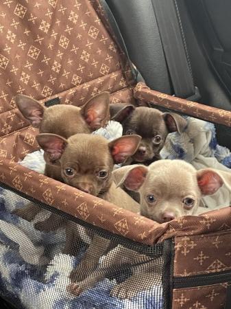 Image 7 of short coat purebred Chihuahua puppies