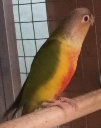 Image 2 of Beautiful healthy conures with dna