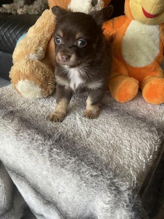 Image 4 of Long haired chihuahua puppies