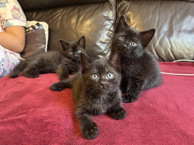 Kittens for sale - ready now — photo 2 of 4