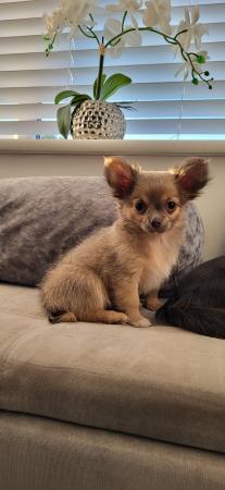 Image 4 of Male Longhaired Blue Sable Chihuahua pup