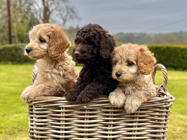 Image 3 of Cockapoo Pups - Only 3 Left