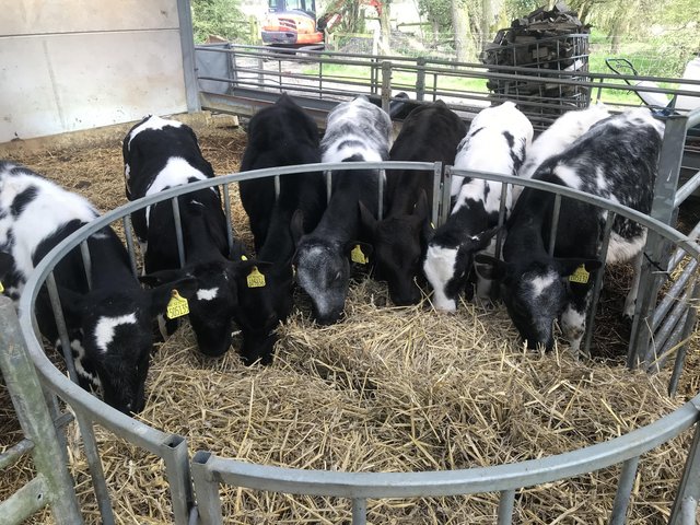 Preview of the first image of Weaned British blue and Angus calves.