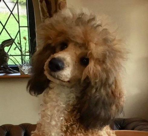 Image 1 of Stunning Red Sable Toy Poodle Stud, Health Tested Clear.