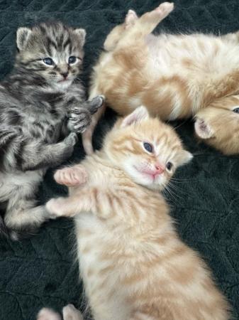Image 4 of Beautiful kittens looking for loving homes