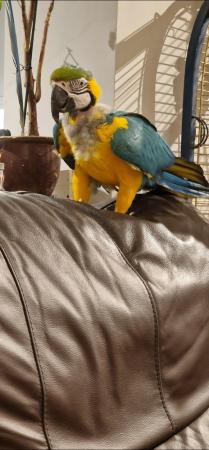 Image 6 of Blue & gold Macaw Parrot Male