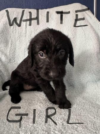Image 5 of Labradoodle F1B puppies REDUCED 4 LEFT