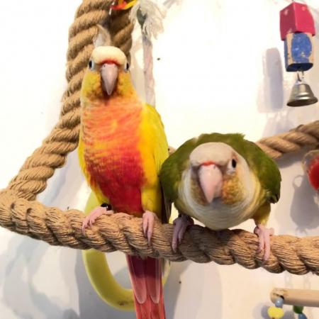 Image 6 of Suncheek Conure Male parrot and dna for sale