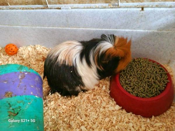 Image 1 of 2 boar guinea pigs forsale