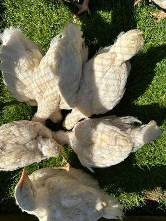 Image 6 of Commercial Broilers (Table / MEAT Chickens).