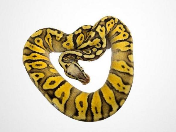 Image 3 of Ball Pythons AVAILABLE | Proven Females | Hatchlings