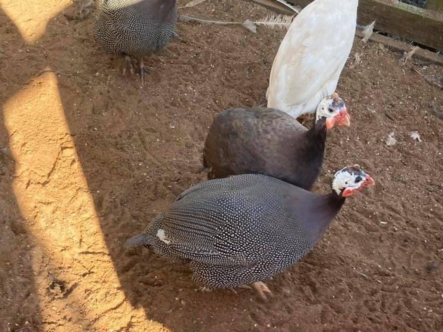 Preview of the first image of Adult Guineafowl available.