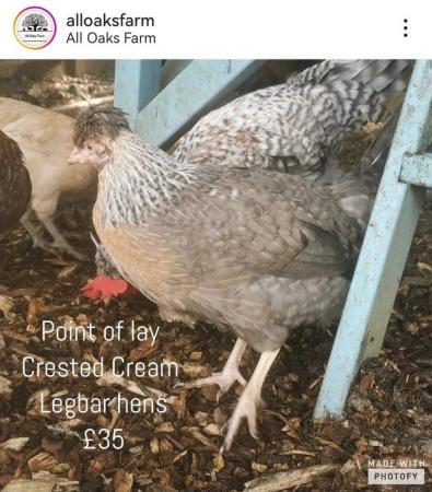 Image 6 of Point of Lay hens available now.
