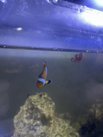 Image 3 of 2 Young Clownfish For sale
