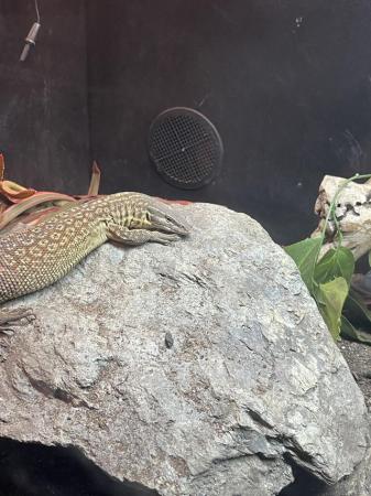 Image 1 of Female Adult Ackie Monitor