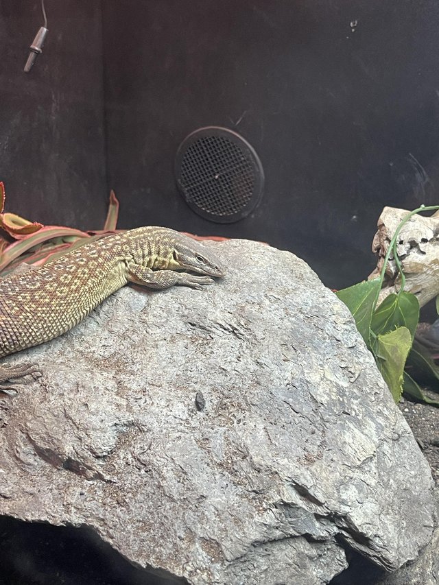 Preview of the first image of Female Adult Ackie Monitor.