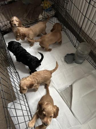 Image 2 of F2B COCKAPOO PUPS FOR SALE