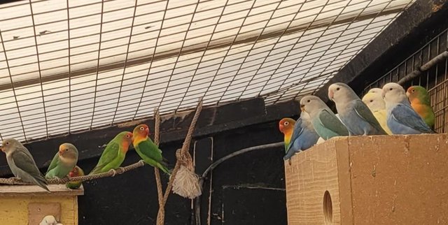 Image 3 of Lovebirds, all colours, ages from 4 months to 2 years