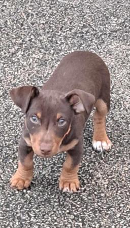 chocolate and tan Jack Russell boy for sale in Sheffield, South Yorkshire