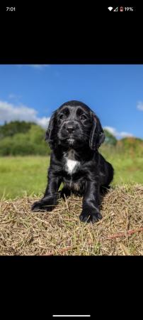 Image 6 of Exceptional KC Working Cocker Spaniel Puppies (Field Trial)