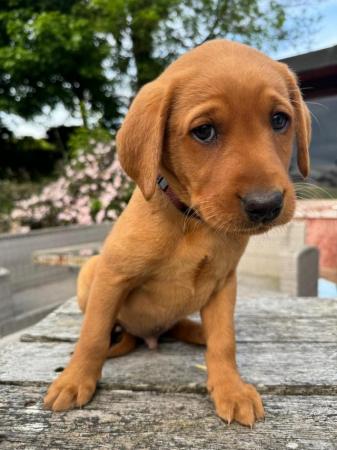 Image 5 of Fox red/dark yellow Labrador puppies for sale