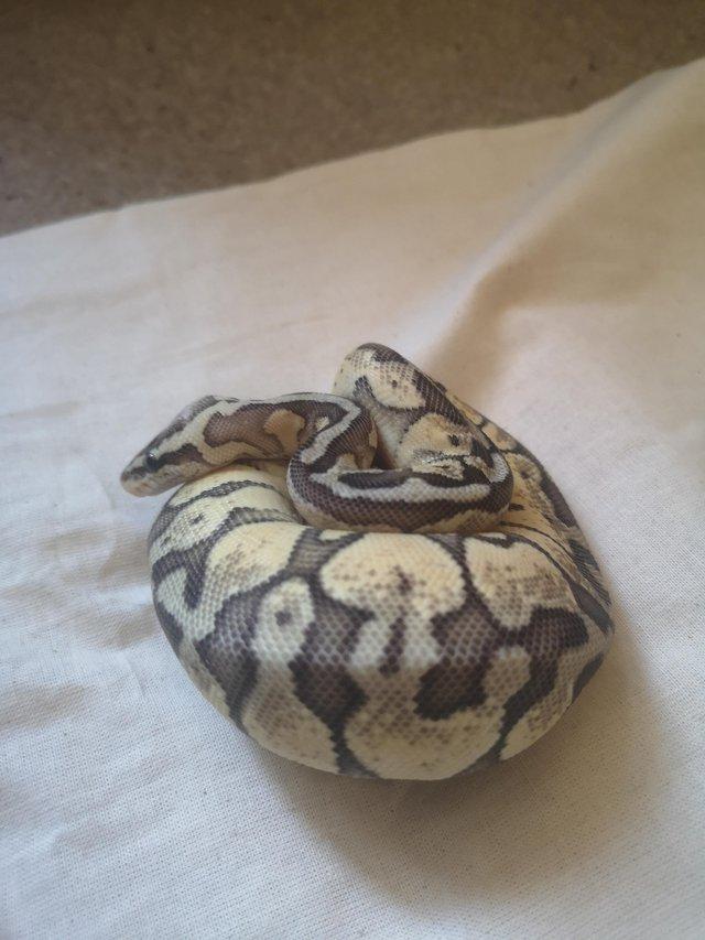 Preview of the first image of 2021 male super pastel enchi redstripe ball python.