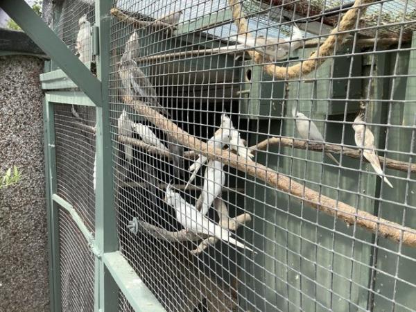 Image 4 of White faced and pure white cockatiels