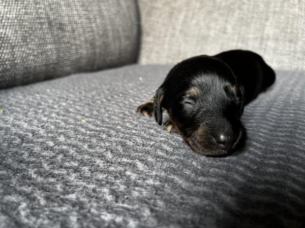 Image 4 of Long Haired Miniature Dachshunds