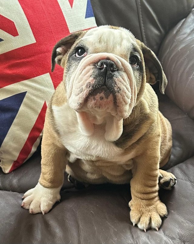Preview of the first image of English bulldog puppy last one.