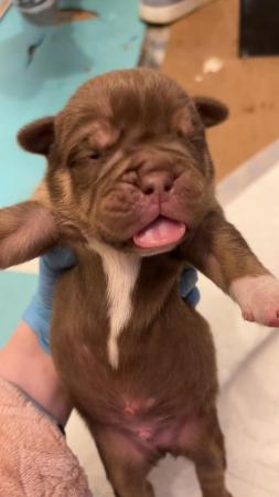 Image 19 of Olde English pups for sale