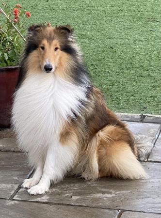 Image 5 of Tri Coloured Rough Collie Pups Available