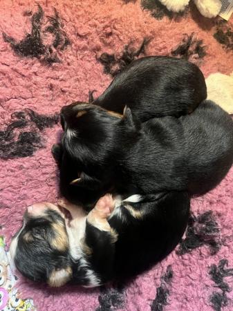 Image 9 of Chorkie pups , These pups are only going to be tiny