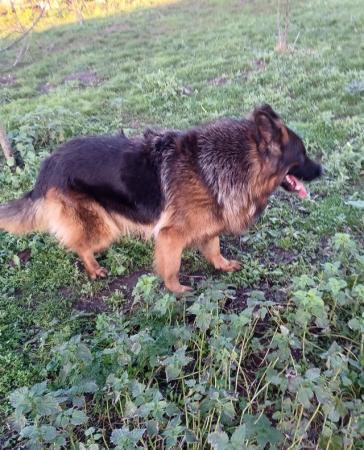 German Shepherd puppies for sale in Gloucester, Gloucestershire – 6 years old - Image 5 of 5