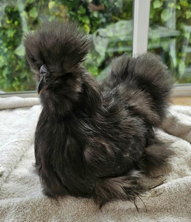 Image 2 of Silkie breeding group, one cockerel two pullets
