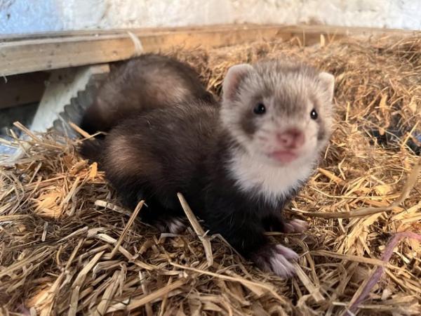 Image 4 of 8 Week Old Baby Ferrets Ready For New Homes