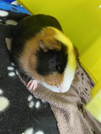 Image 4 of Guinea pigs males and females (genders seperatr)