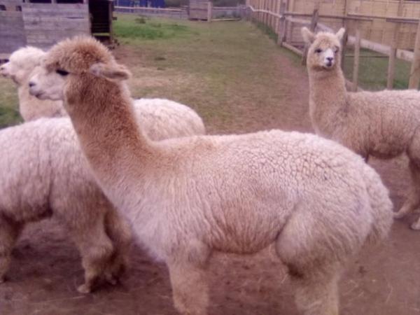 Image 1 of 18 month old Male Alpaca In tact.