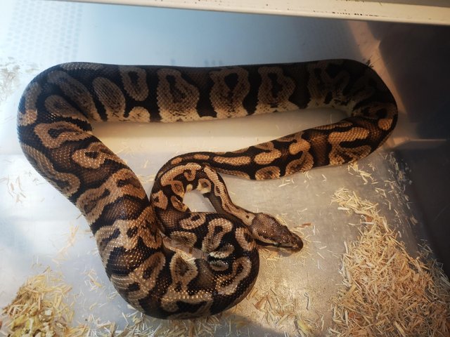 Preview of the first image of Royal python pastel ghi.