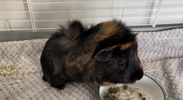 Image 1 of 2 male guinea pigs for sale