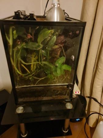 Image 4 of Crested Gecko Breeding Pair and Set Up