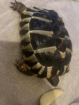 Image 4 of Beautiful 9 year old tortoise