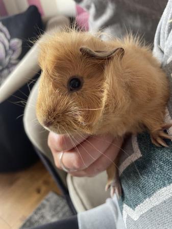 Image 4 of 14 week old male piggie for sale