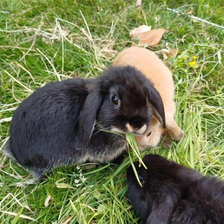 Image 12 of Cute 11 week old mini lops ready to be re-homed