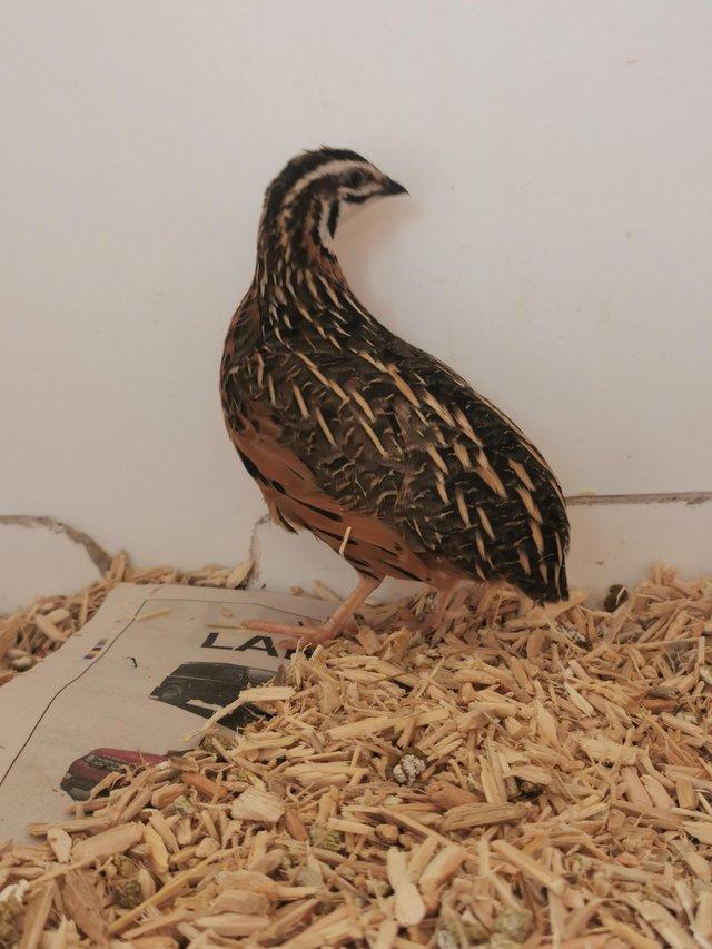 Preview of the first image of Free to a good home quail.