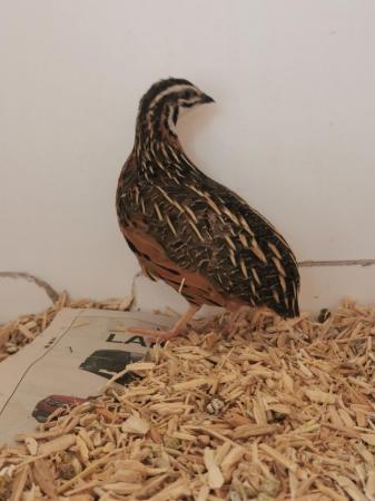 Image 1 of Free to a good home quail