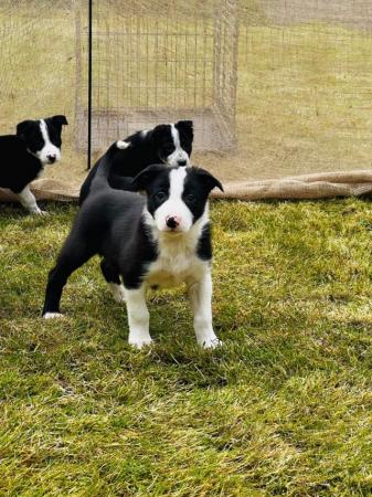 Image 30 of READY NOW One border collie girl puppy !!! One boy puppy !!!