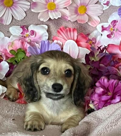 Image 5 of Beautiful Mini Longhaired English cream Dachshund puppies