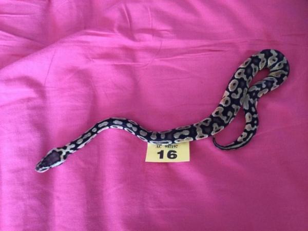 Image 4 of Female Pastel baby royal python.