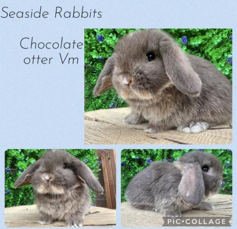 Image 10 of Stunning mini lops available to reserve