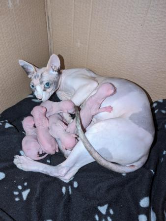 Image 1 of Sphynx kittens ready now